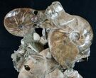 Free-Standing Tall Ammonite Cluster - Spectacular #10469-4